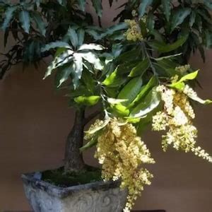 Bonsai Mango Tree Dwarf Fruiting Mango Bonsai Tree Live Plant Tropical ...