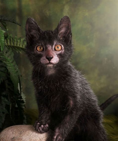 Lykoi cats The werewolf cat. Everything you need to know about this new cat breeds. Learn more ...