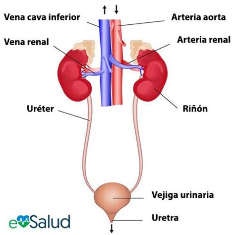 Organos Del Sistema Urinario - Masamo