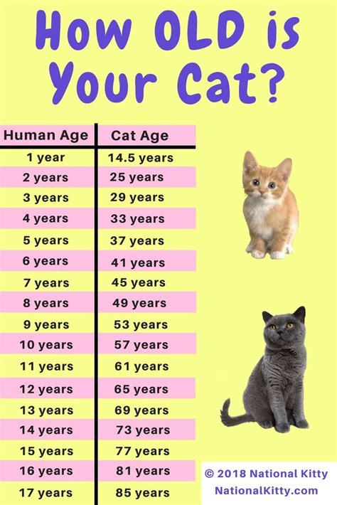 How old is your cat in cat years? Convert your cat's age from human ...