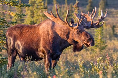 The Elusive, Ever-Present Moose (Updated) | Planet Bell