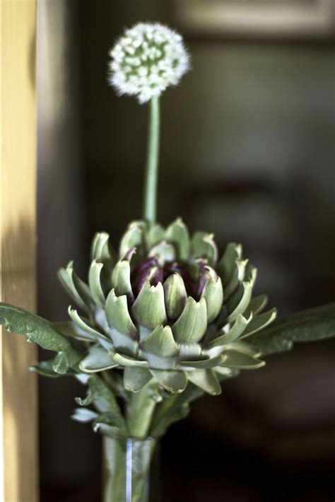 Artichoke ~ TheHealingWalk.com | Artichoke, Flower arrangements, Plants