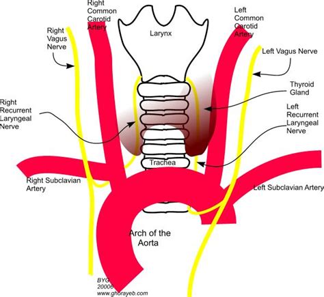 Recurrent Laryngeal Nerve images