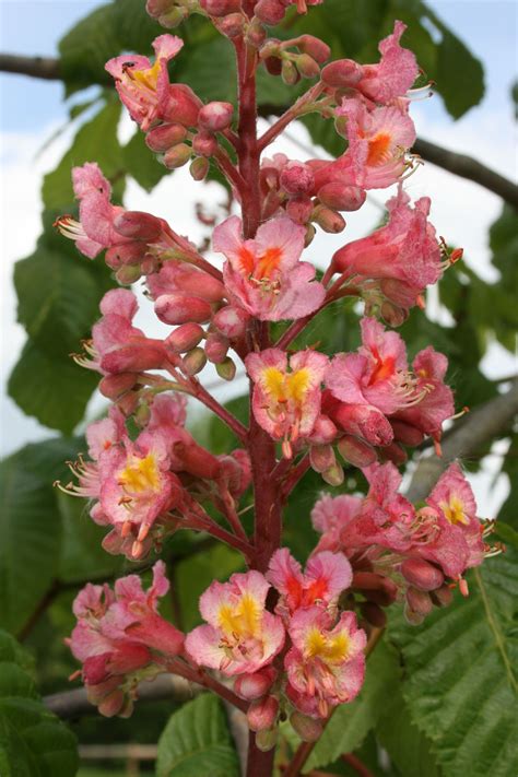 Can there be a more majestic flowering tree than the Scarlet Horse ...