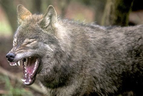 Wolves leaving radioactive area around Chernobyl raise mutant fears ...