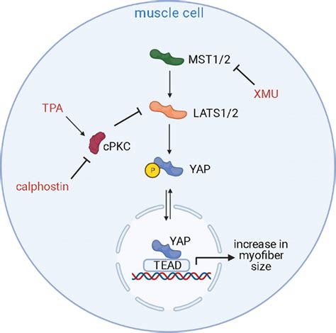 Scheme of the Hippo signaling pathway in chick muscle cells. The... | Download Scientific Diagram