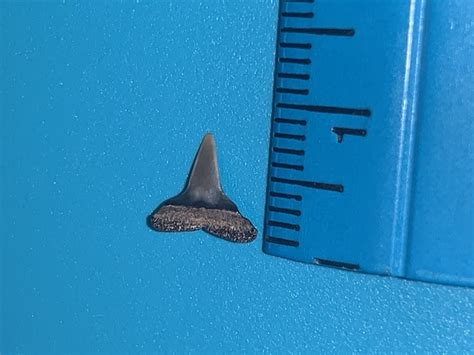 Super tiny requiem shark tooth? - Fossil ID - The Fossil Forum