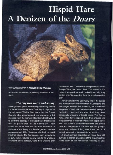 (PDF) Hispid hare: A denizen of the Duars