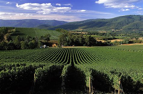 Yarra Valley Wineries :: Domaine Chandon :: Yering Station :: Oakridge