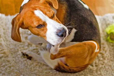 Canine atopic dermatitis: Causes, symptoms, and treatment | ElleVet ...