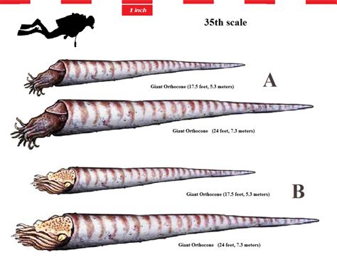 Orthocone Squids: A Visual Guide