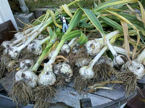 Whispering Seeds: Its Garlic Harvesting Time!!!