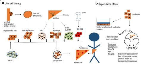 Liver Cell Type