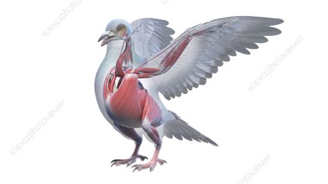 Pigeon muscle anatomy, illustration - Stock Image - F035/5036 - Science ...