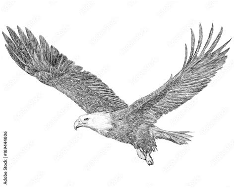 Bald eagle flying hand draw sketch black line on white background illustration. Stock ...