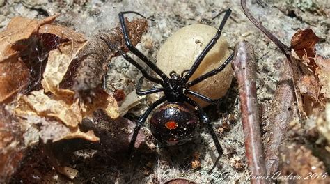 black house spider eggs - Raylene Stroud