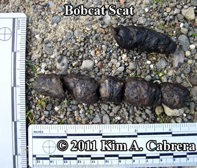 How to Identify Bobcat Scat or Droppings