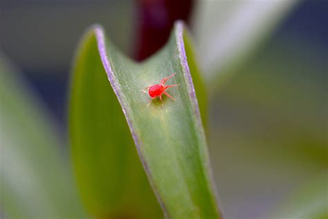 A Guide to Clover Mites: How To Identify Tiny Red Bugs