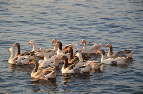 Free Images : duck, water bird, fauna, ducks geese and swans, goose ...