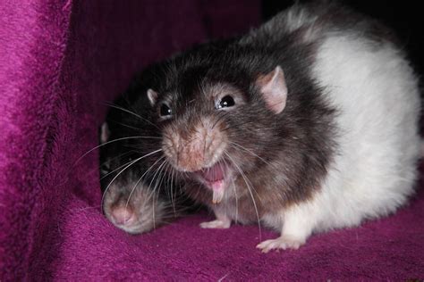 Laughing Rat - Stock by NickiStock on DeviantArt