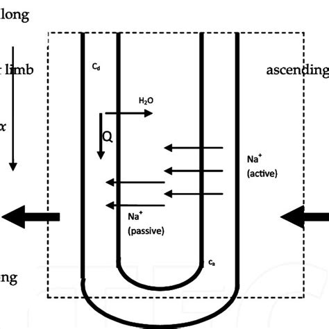 Schematic diagram showing both the countercurrent multiplier process in... | Download Scientific ...