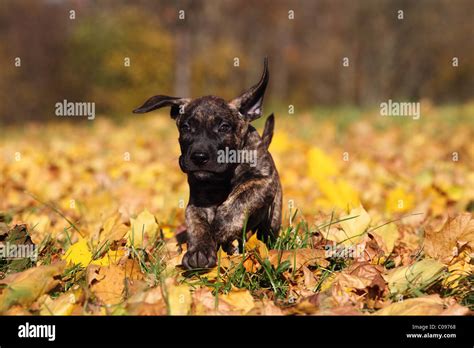 Dogo Canario Puppy Stock Photo - Alamy