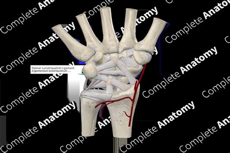 Palmar Lunotriquetral Ligament | Complete Anatomy