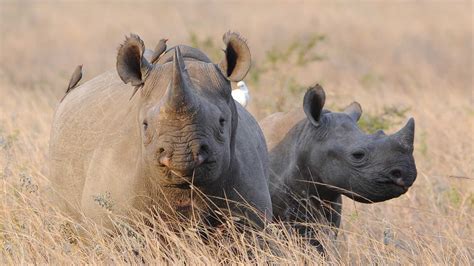 Black rhino range expansion project | Care of the Wildlife