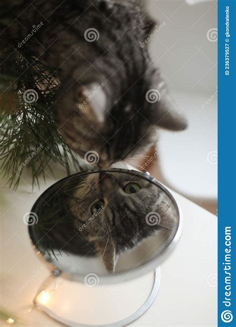 Funny Cat Looking in the Mirror in a Room Decorated for Christmas and ...