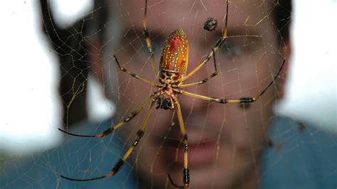 True Adventures of the Ultimate Spider-Hunter | Photo Essay: Spiders ...