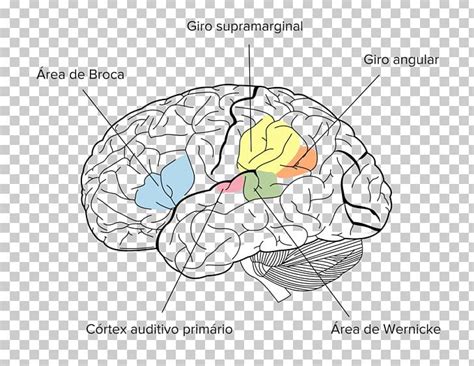 Angular Gyrus Parietal Lobe Supramarginal Gyrus Brain PNG, Clipart ...