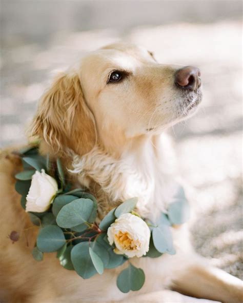 Dog wearing beautiful flowers | Flower girl dog, Dog flower, Wedding pets