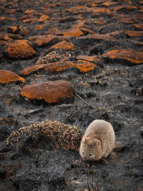 Have more than a billion animals perished nationwide this bushfire season? Here are the facts ...