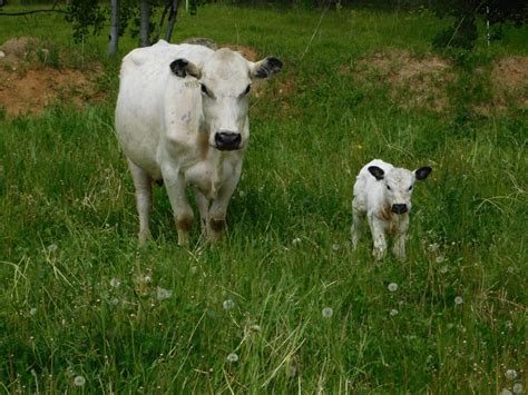 The British White Temperament | Rolling Hills Cattle Co. | British ...