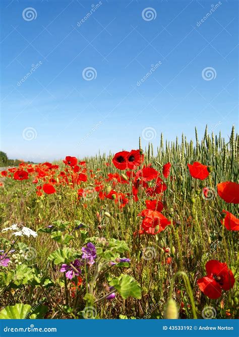 Flanders Field poppy stock photo. Image of world, fields - 43533192