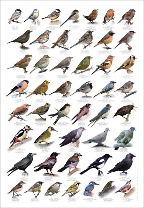 Bird Poster Wildbird Poster Identification Chart Garden Birds ...