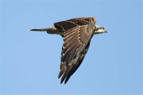 Ann Brokelman Photography: Osprey migrating at hawk watch Oct 4 2011