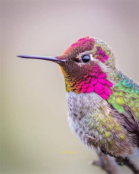 Pretty Birds, Cute Birds, Beautiful Birds, Animals Beautiful, Hummingbirds Photography, Bird ...