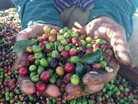 Harvesting Coffee: How To Pick The Freshest Bean – Better Coffee At Home