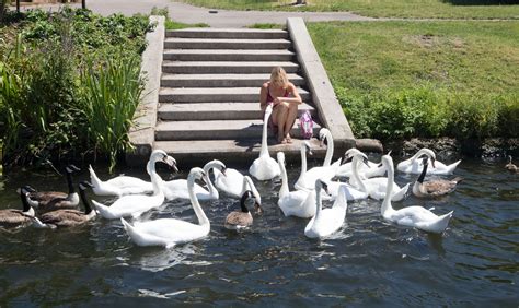 Swan Upping: All you need to know about a 900-year-old British tradition - The Irish News