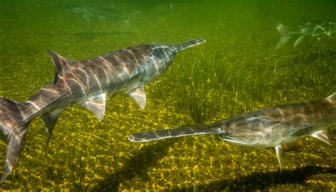 Paddlefish – Conservation Connect