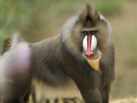 Wallpaper DB: baboon pictures