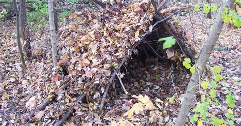 Bushcraft Plus: Shelter: Forest A-Frame