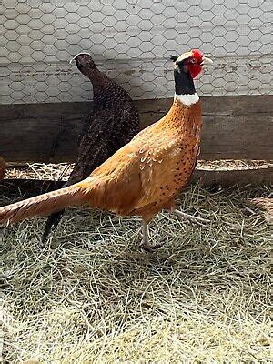 Poultry - Pheasant Hatching Eggs