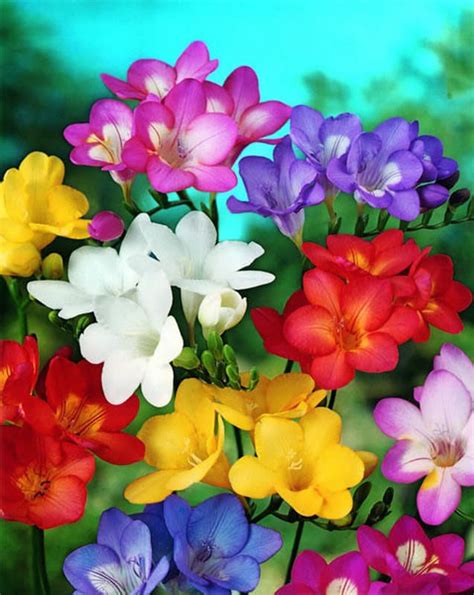 Flower Garden Diamond Painting Kit at DiamondPaintingKits.com