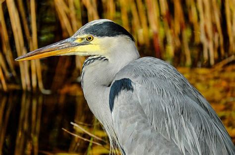 Wading Through Wetlands With The Grey Heron