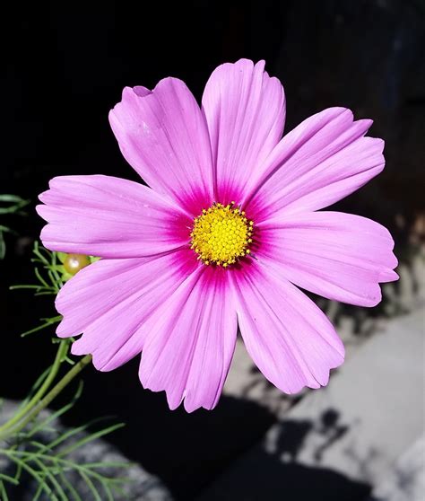 Free Images : blossom, flower, petal, bloom, pink, flora, close up, gerbera, macro photography ...