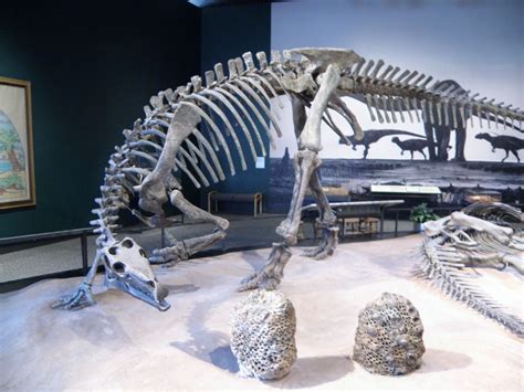 Camptosaurus, mounted and displayed with an Allosaurus skeleton at the ...