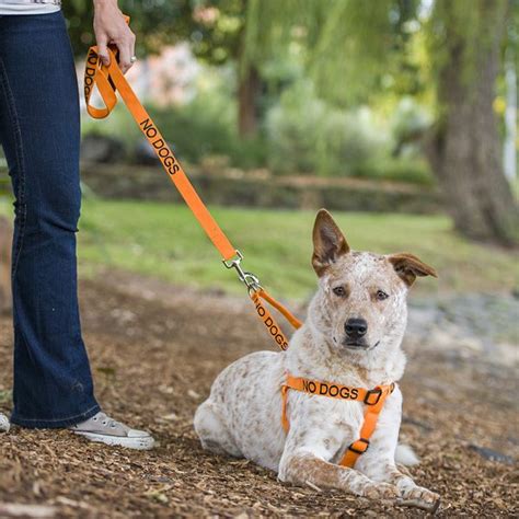 NO DOGS | Harness & Lead | Reactive dog, Dog harness, Dog friends