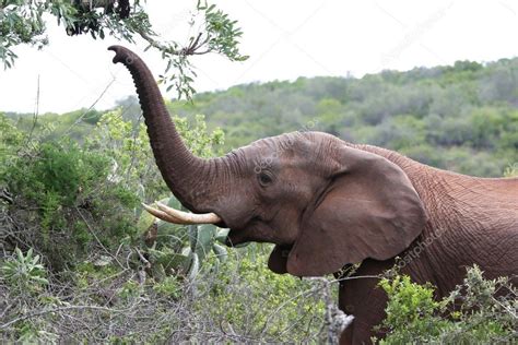 African Elephant with Raised Trunk — Stock Photo © fouroaks #4327155